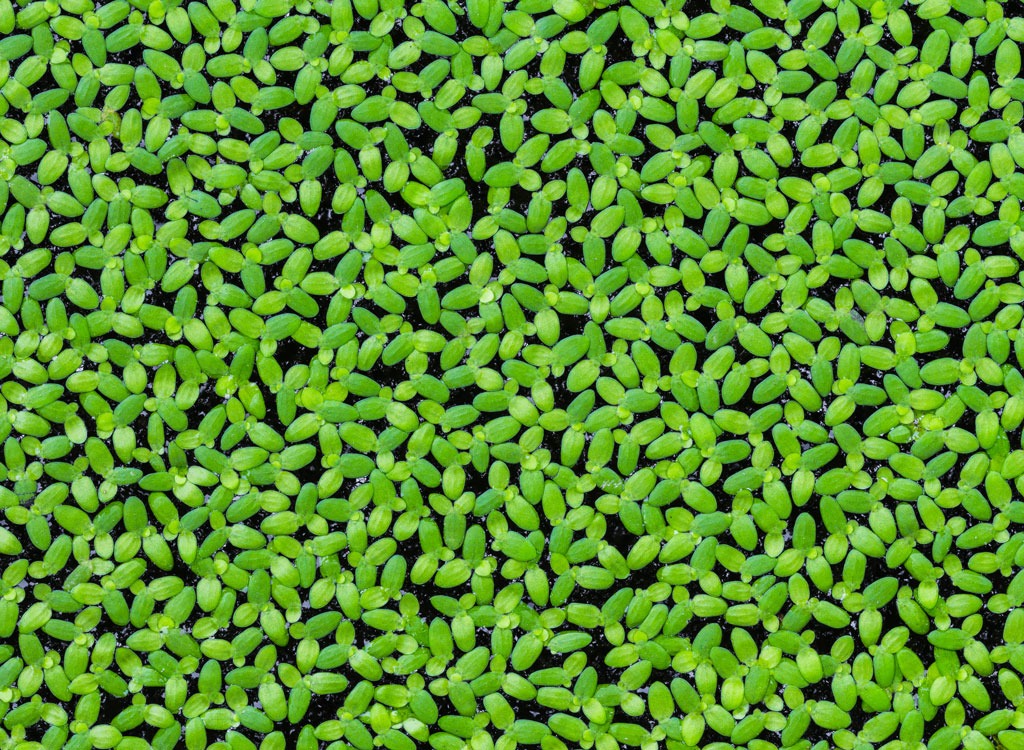 Water lentils 2.jpg