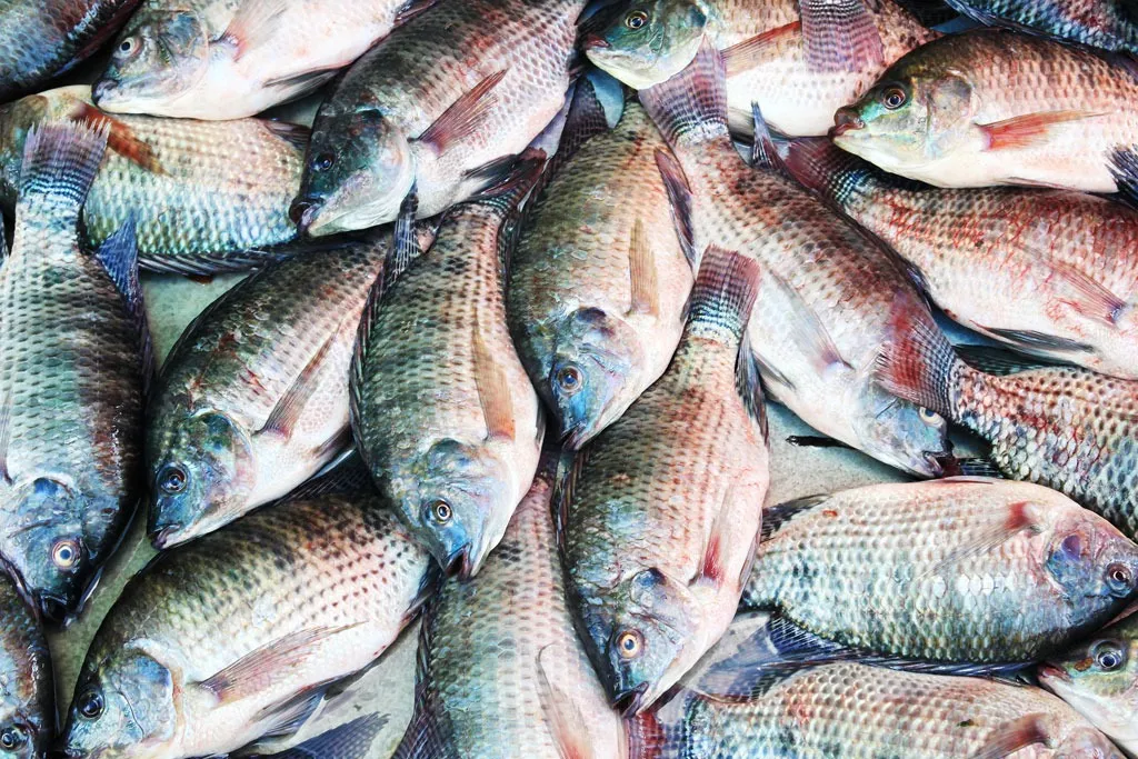 How Tilapia is a More Unhealthy Food Than Bacon