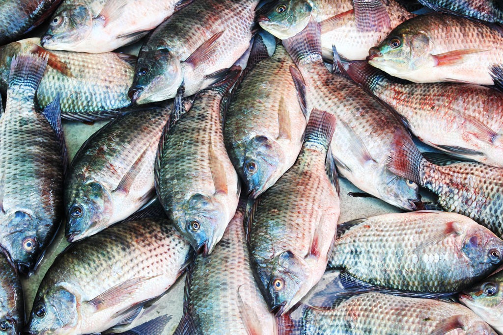 How Tilapia Is A More Unhealthy Food Than Bacon Eat This Not That