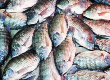 Tilapia