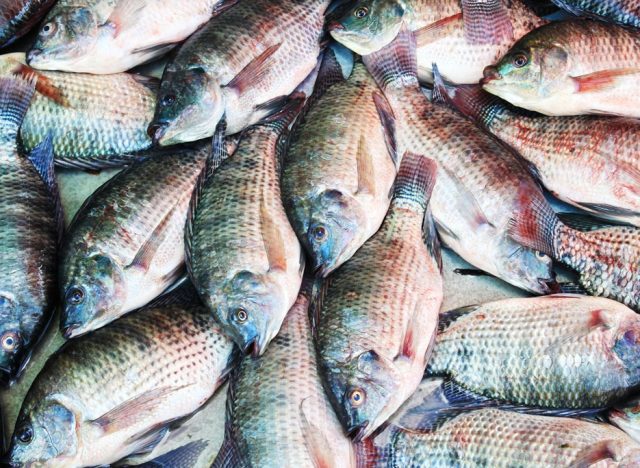 Tilapia