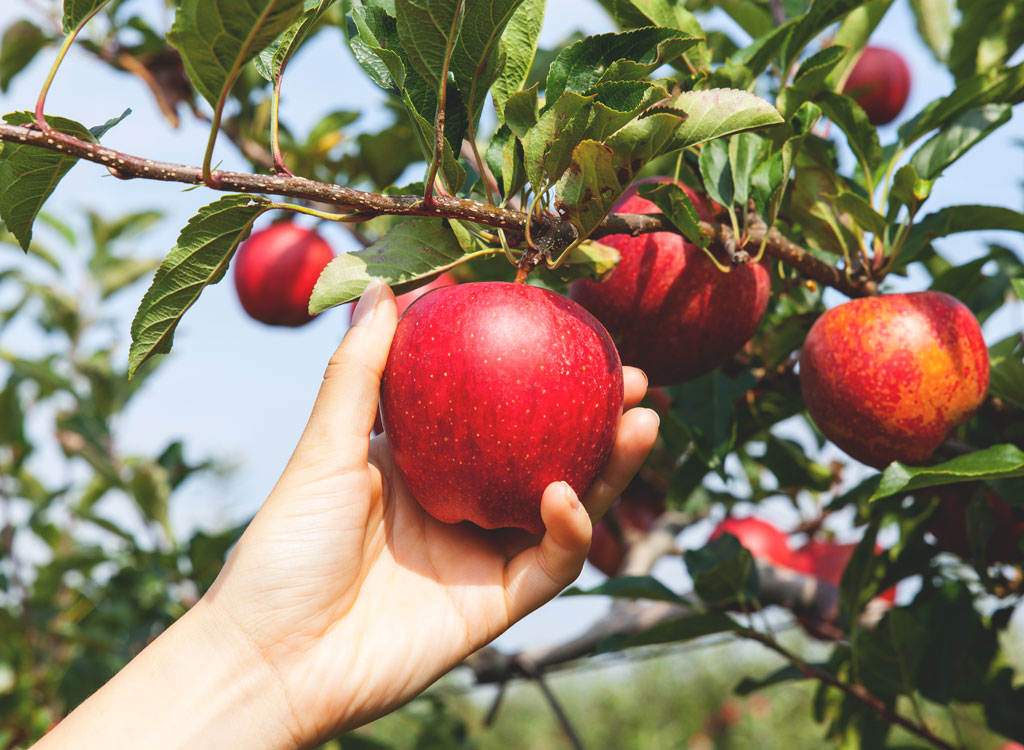 Picking red apple from tree