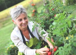 Older woman picking tomatoes from garden