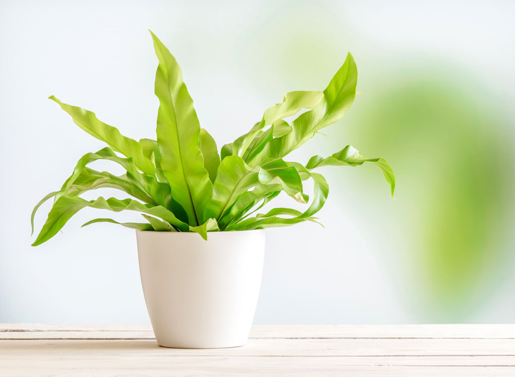 Potted fern