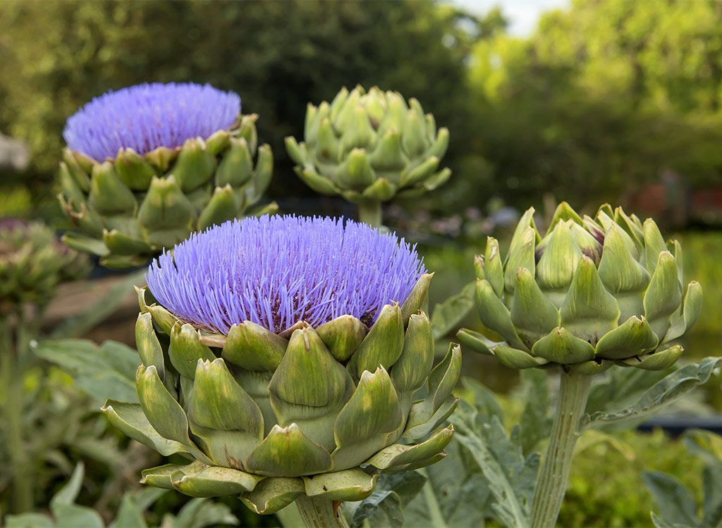 Artichoke plant flowers