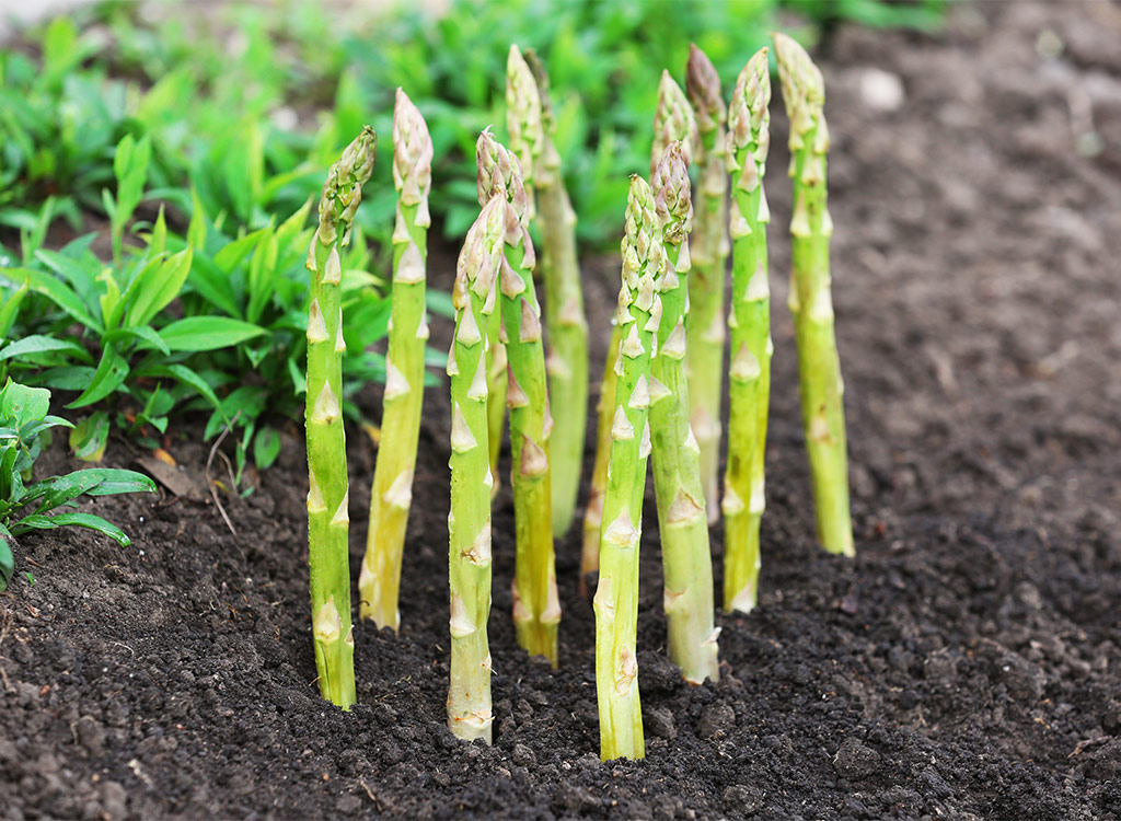 Asparagus plant growing