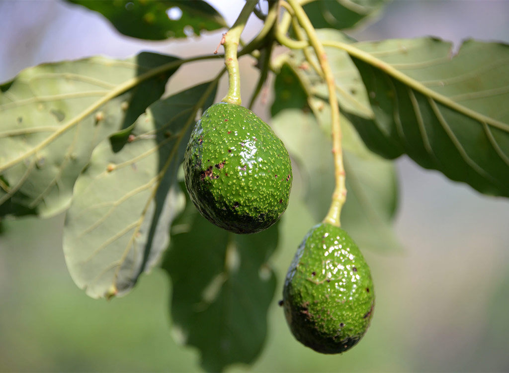 Avocado growing on tree