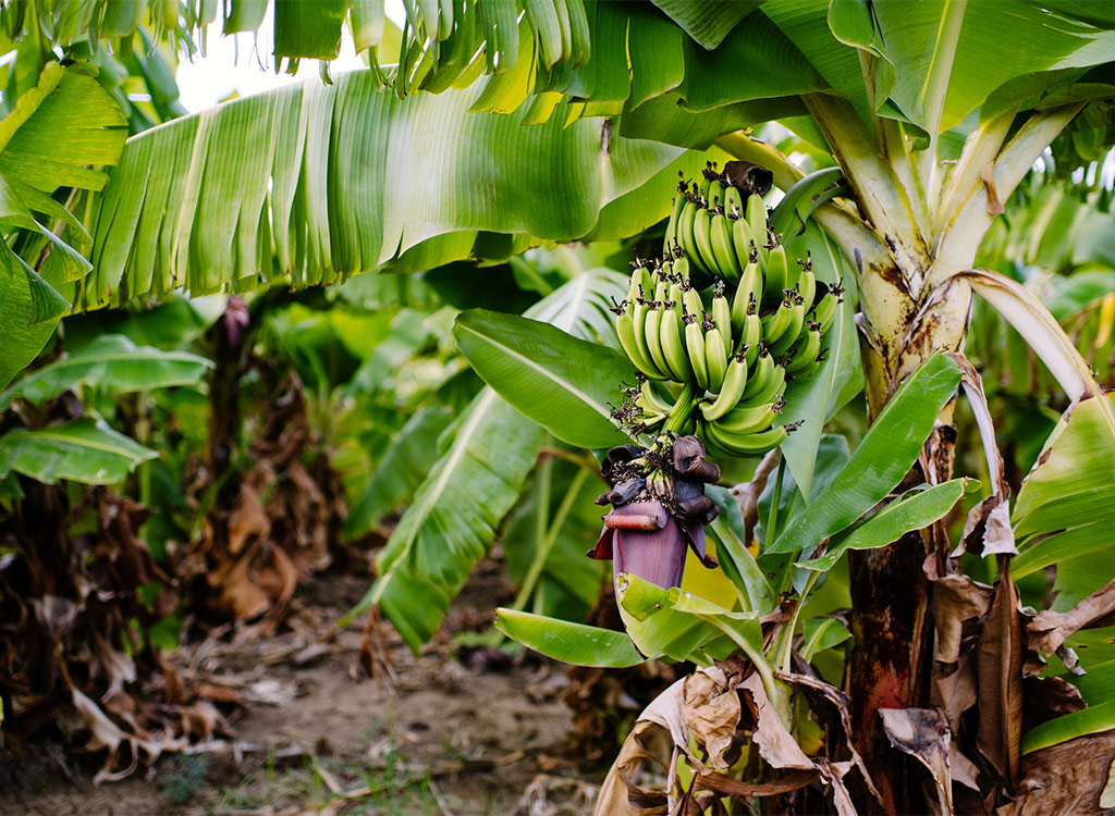 Banana herb growing