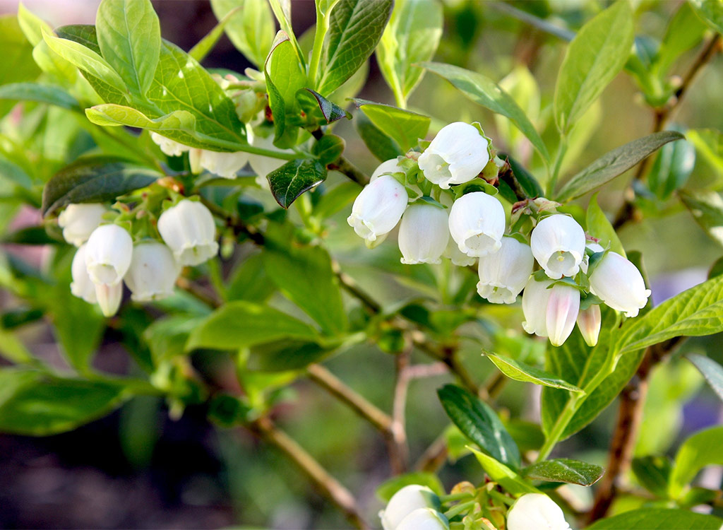 Blueberry bush white flowers