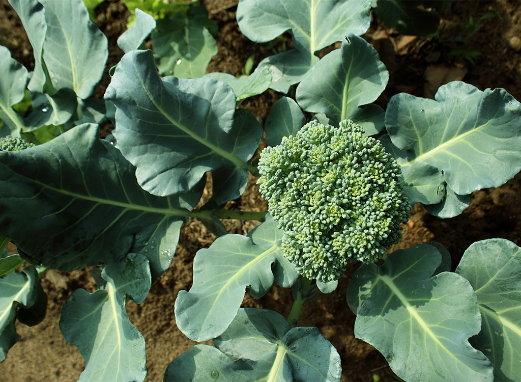 Broccoli crown flower