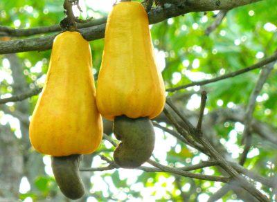 Cashew fruit and nut growing on tree