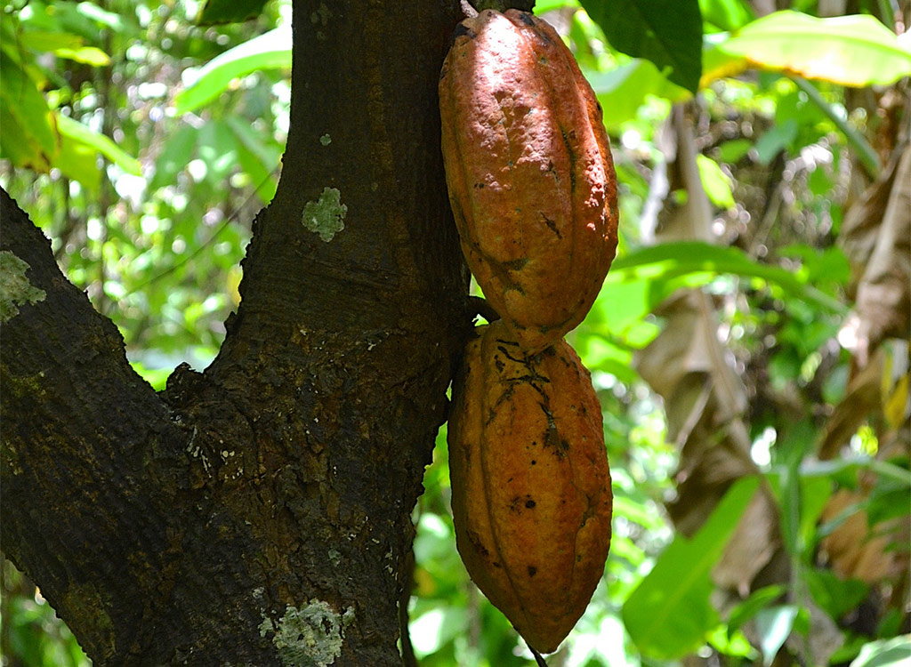 Cocoa tree pods