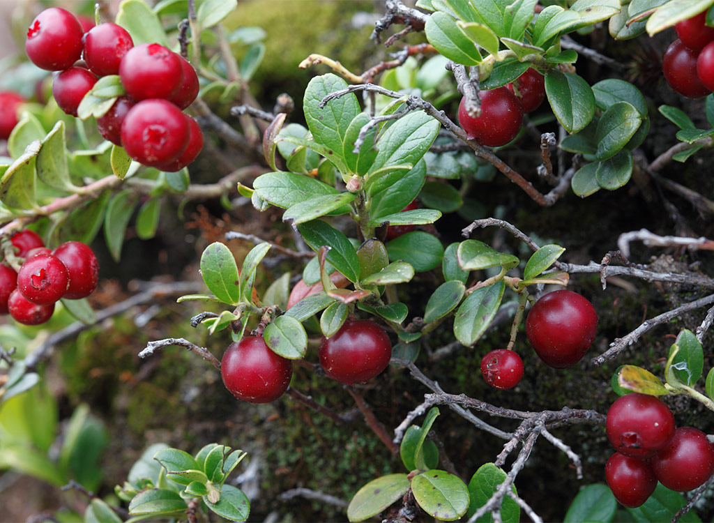 Cranberry plant