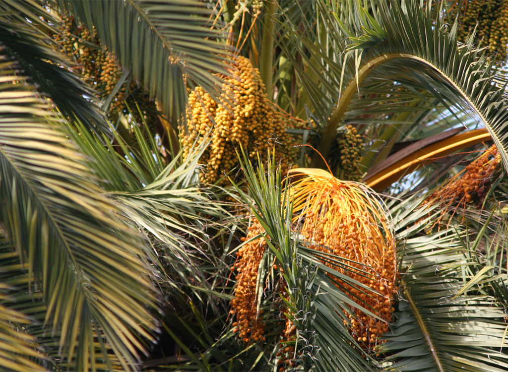 Date palms growing