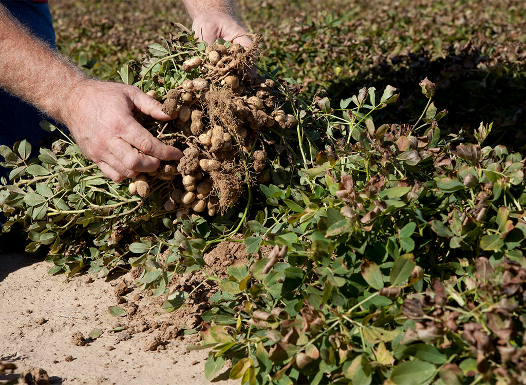 Peanuts growing underground hand harvested