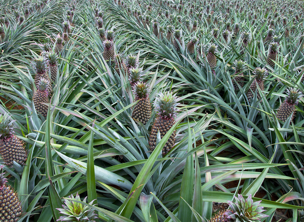 Pineapple plants