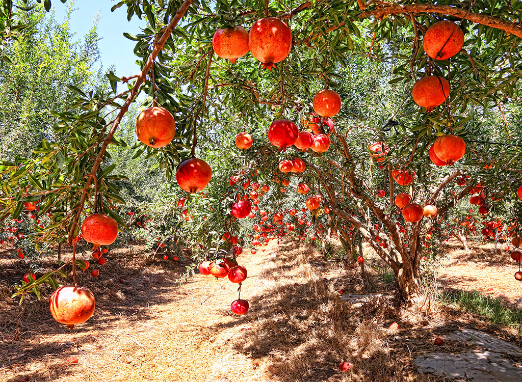 Pomegranate fruit trees