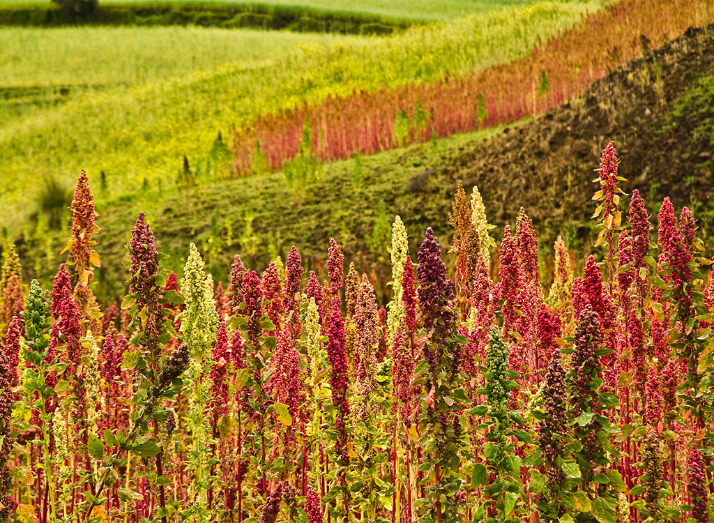 Quinoa flowers growing in field
