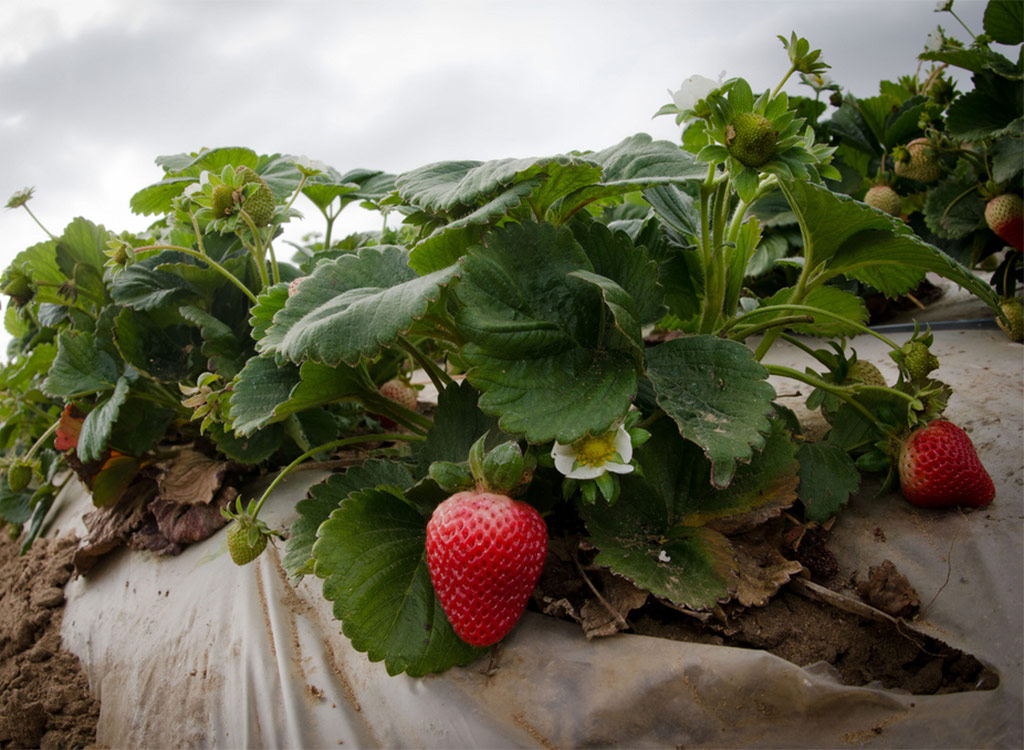 Strawberry plant growing