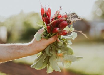 Root vegetable