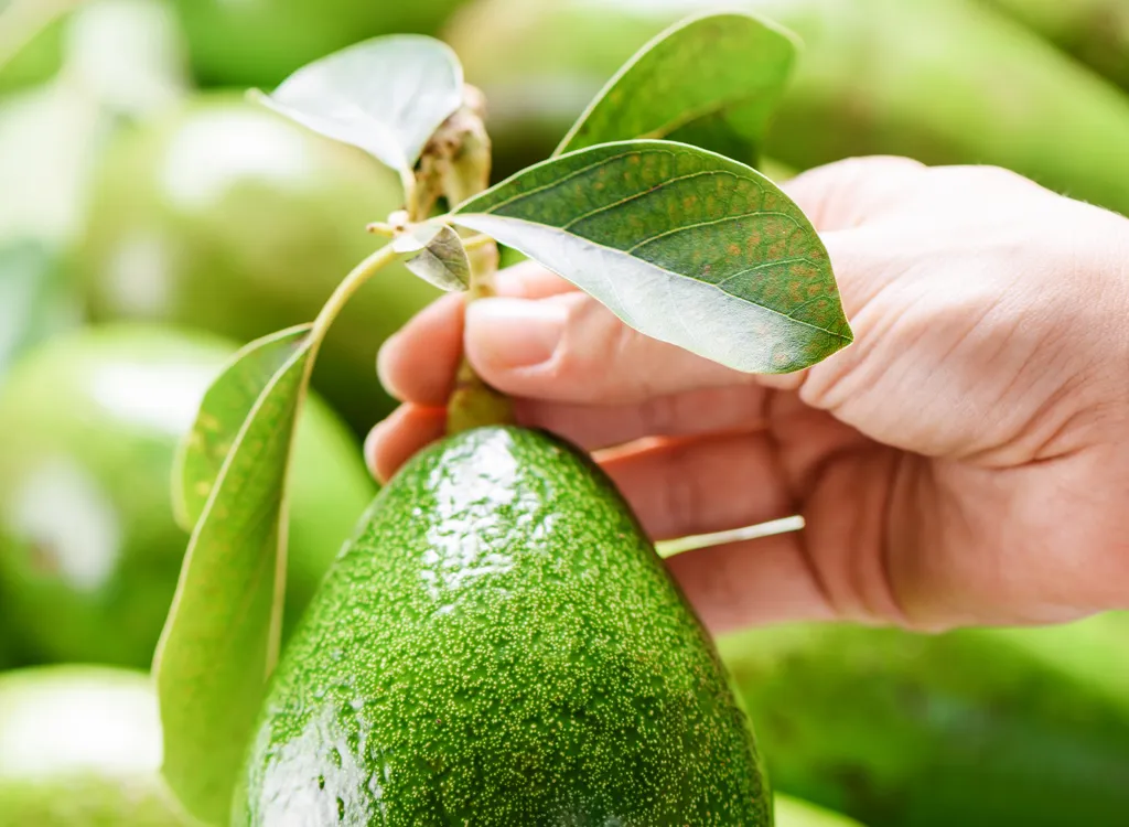 Check avocado stem