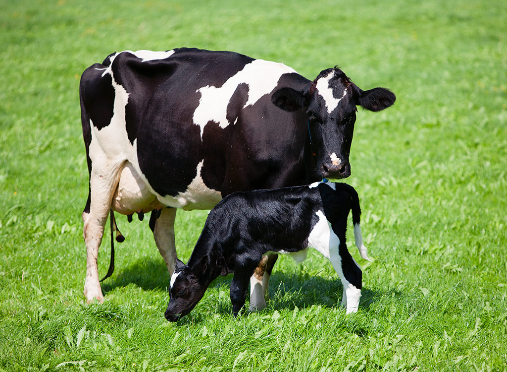 Cows and calves