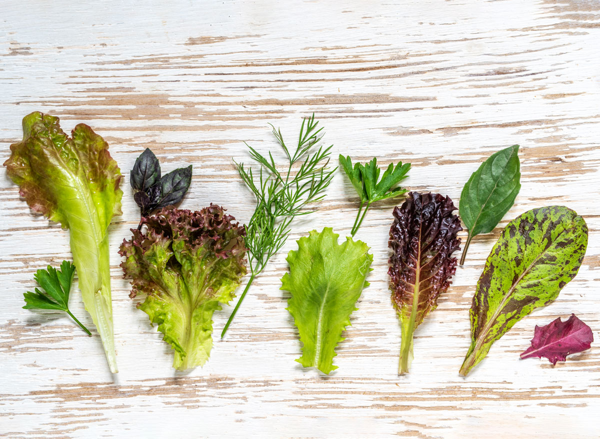 Different types of lettuce
