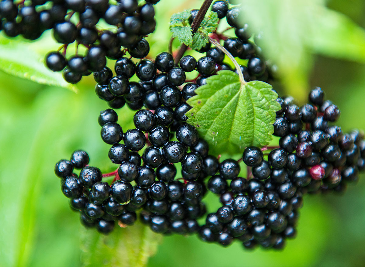 Elderberries