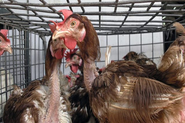 animal abuse on chickens