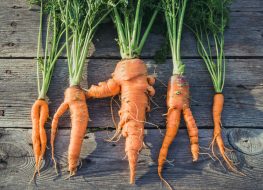 Imperfect produce ugly carrots