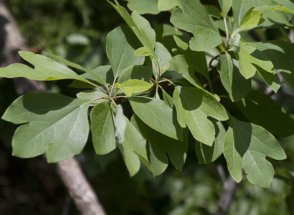 sassafras plant