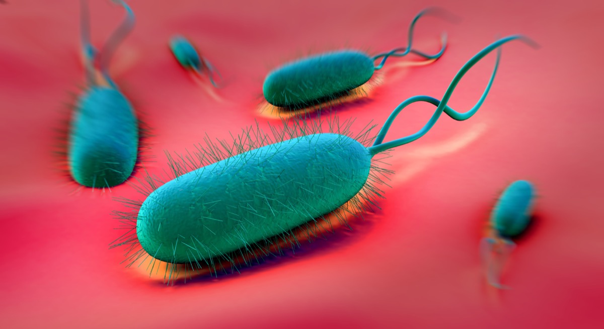 Helicobacter pylori bacterium