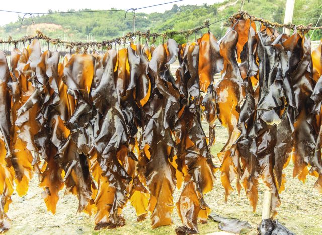 Harvested brown kelp from farm