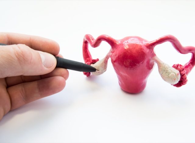 Doctor or teacher points of ballpoint pen on ovaries on anatomical model of internal female sex organs