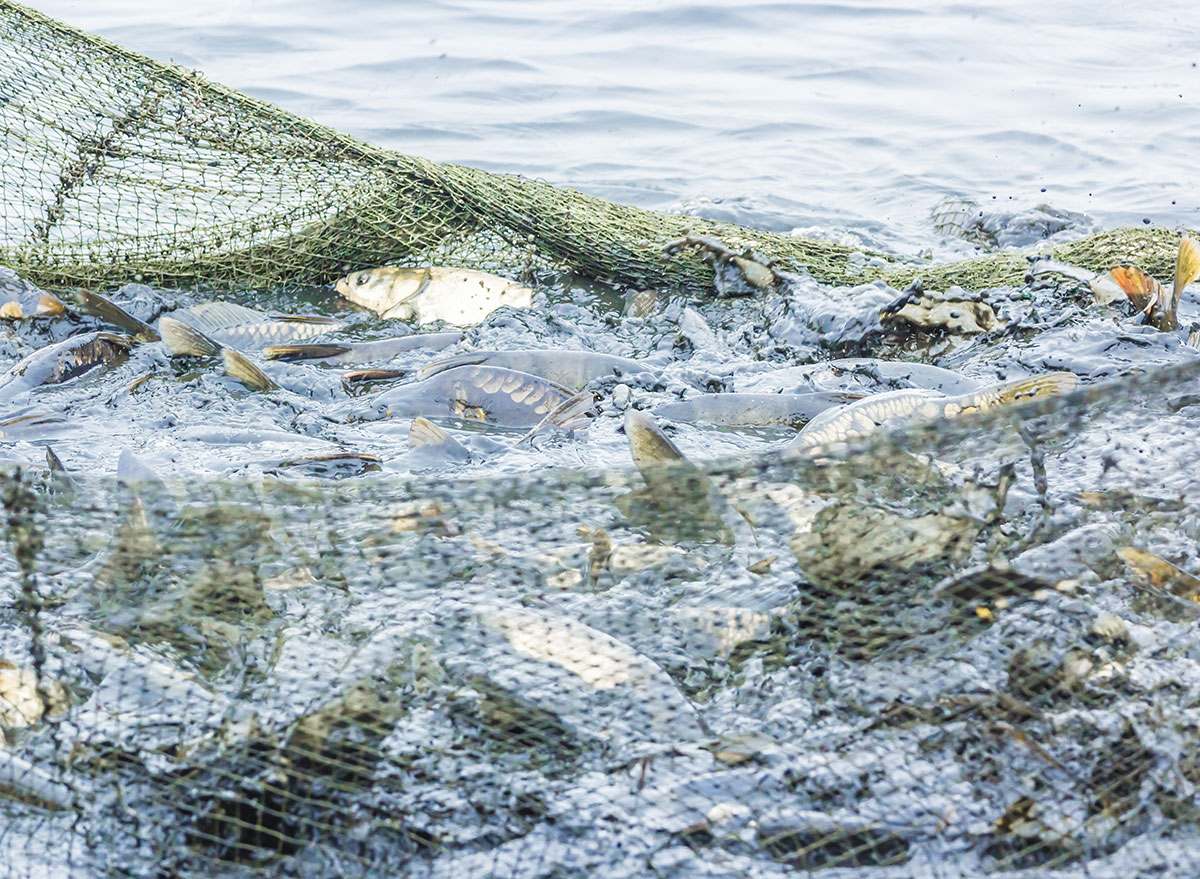 large school of fish caught in net