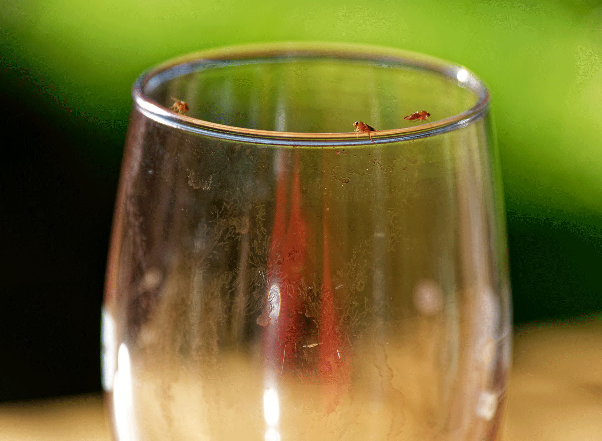fruit fly trap with a wine glass