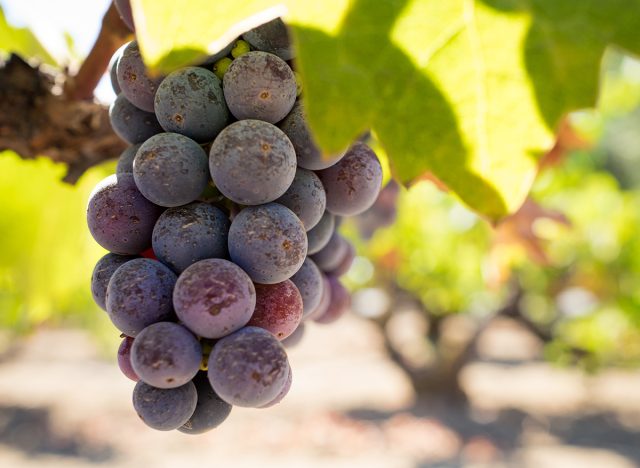 Zinfandel grapes