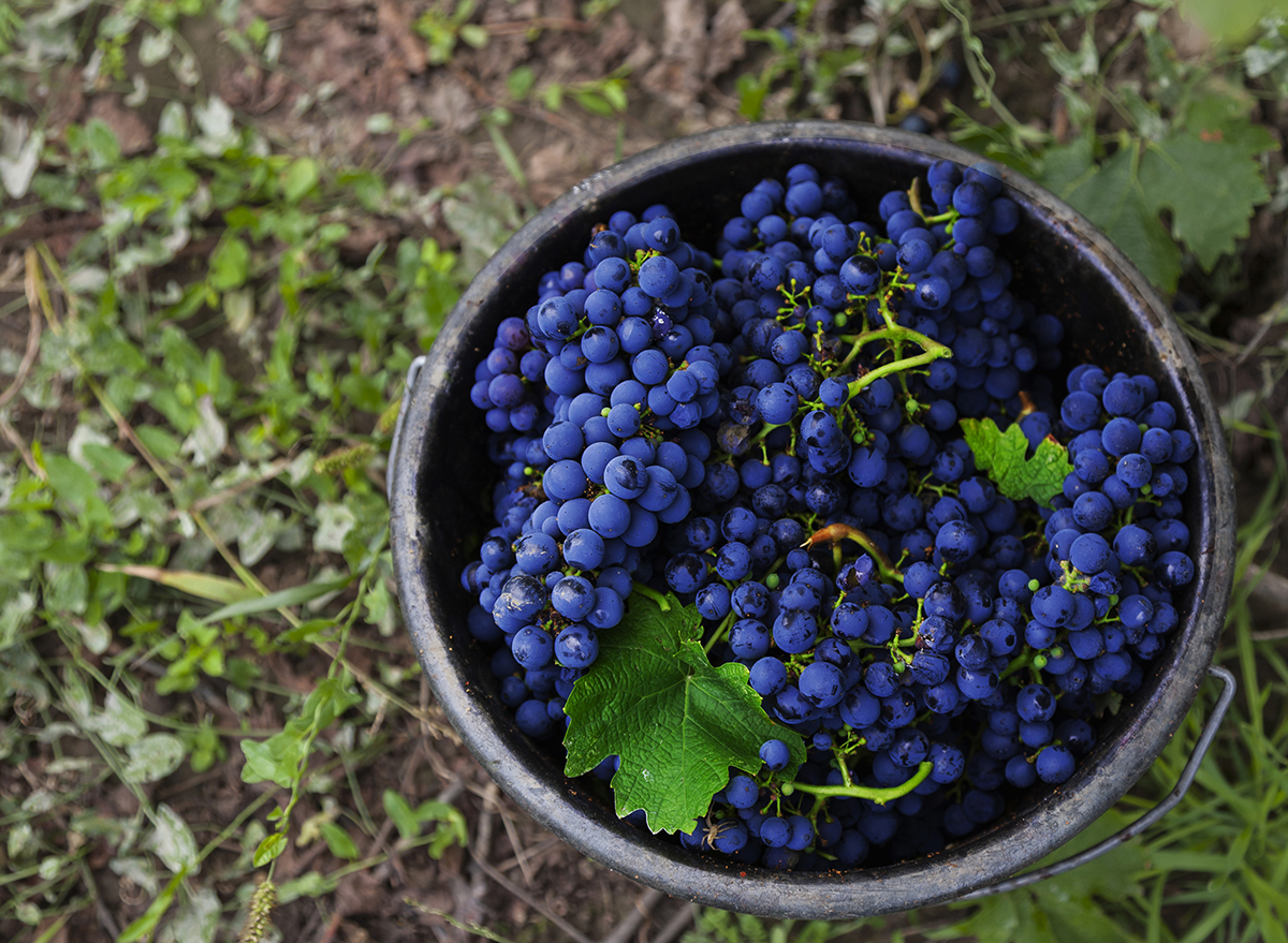 cabernet sauvignon grapes