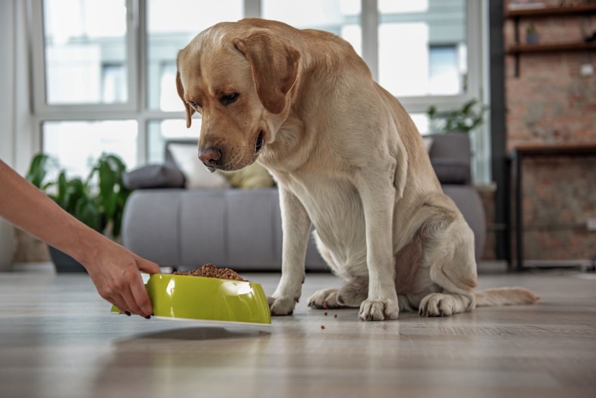 labrador watching at meal at home