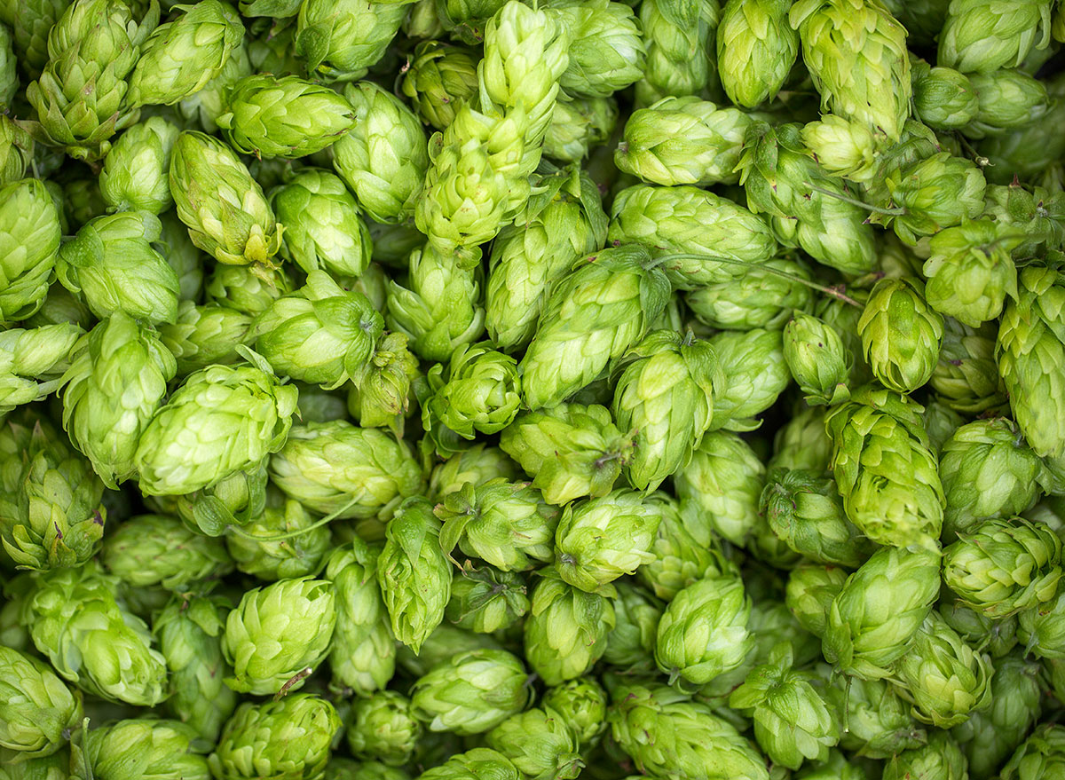 pile of green hops