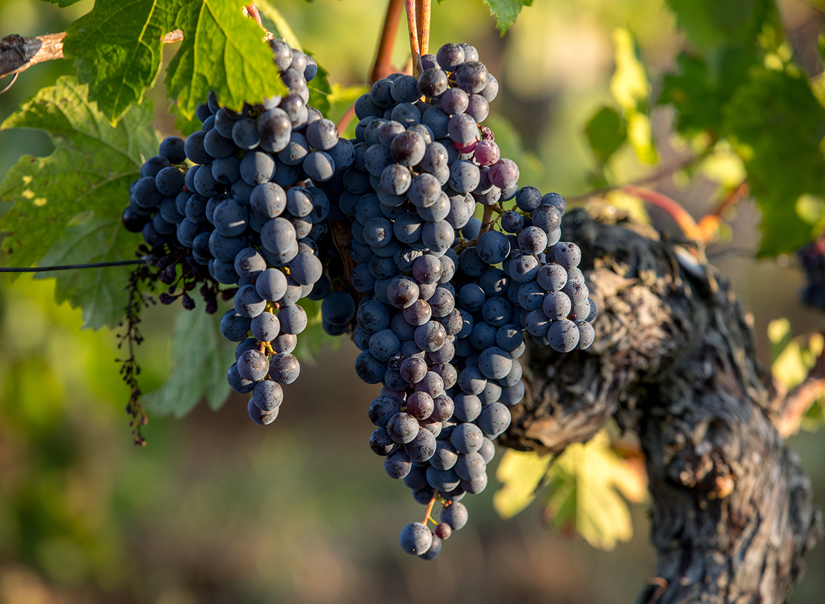 merlot grapes