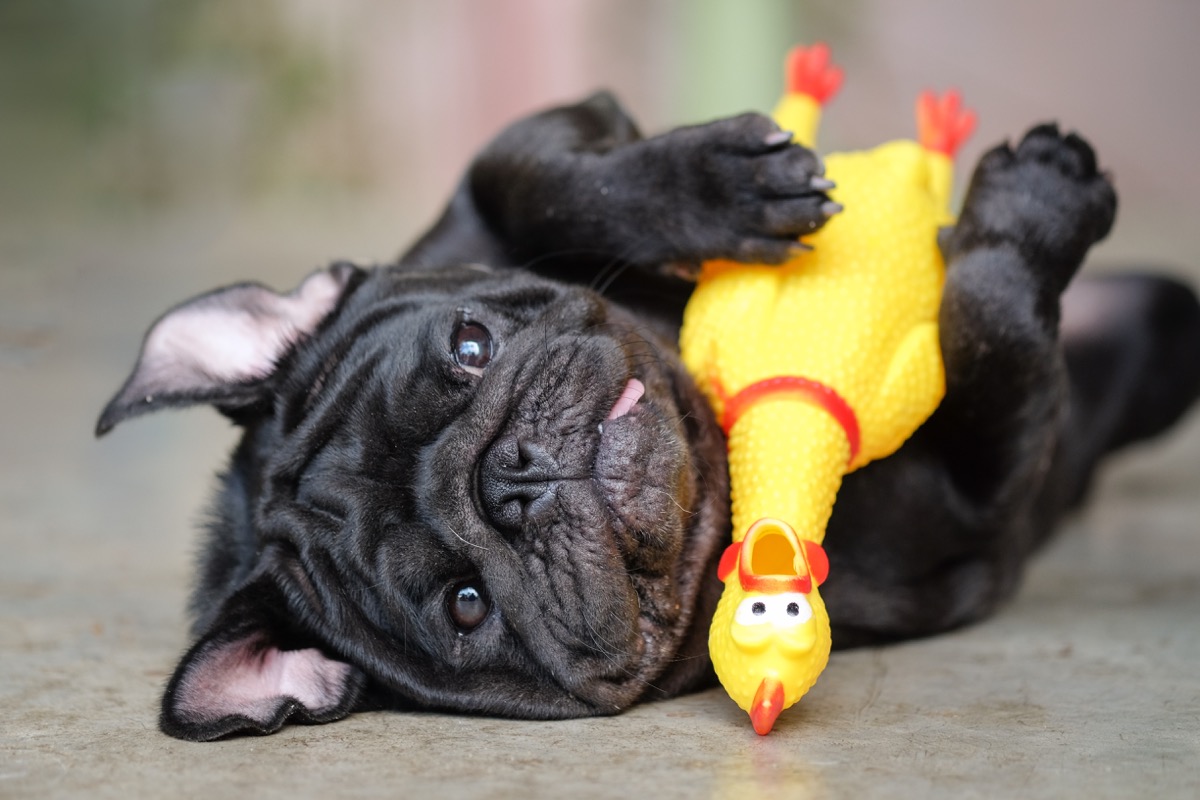 pug dog lying on concrete road with yellow chicken toy