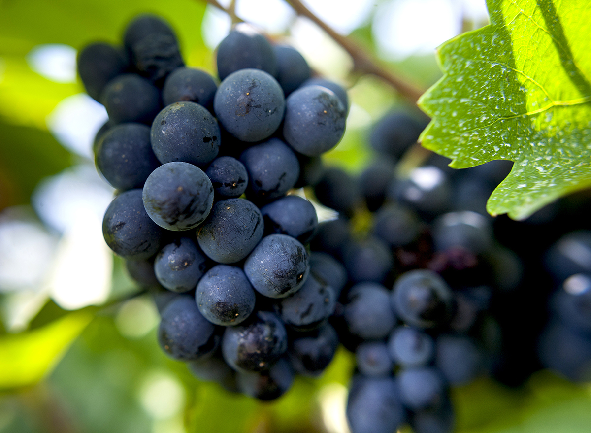 pinot noir grapes