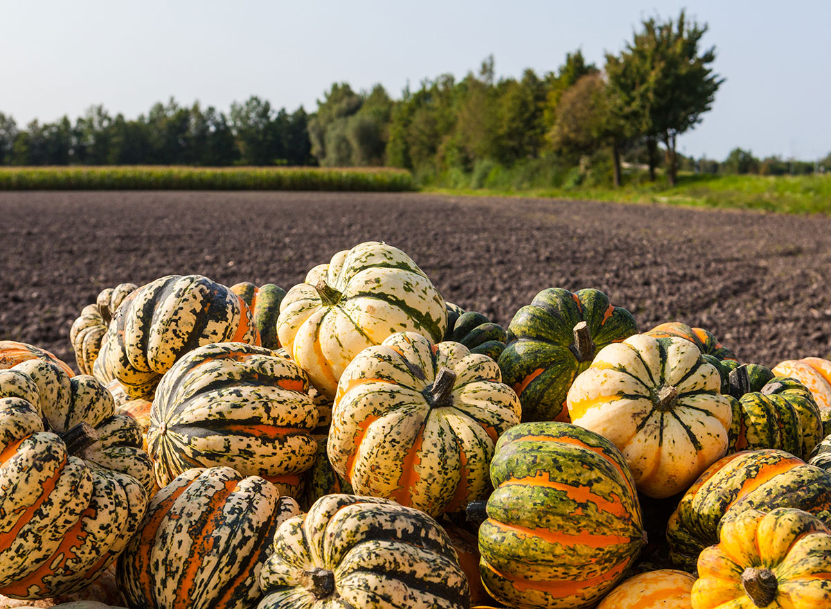 carnival squash field pile