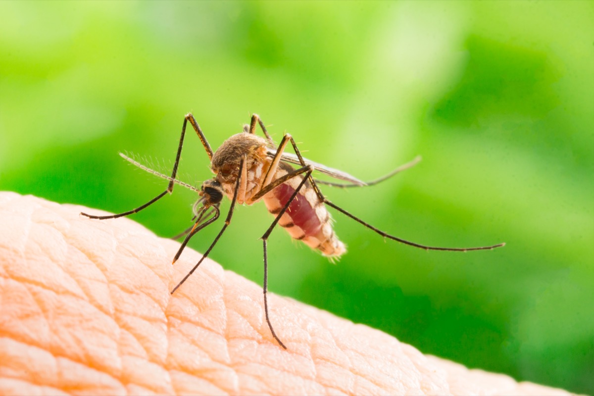 Mosquito sucking human blood