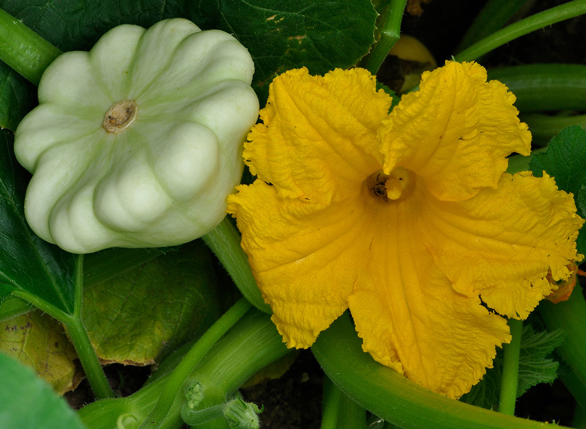 Image of Yellow summer squash plant with white flowers