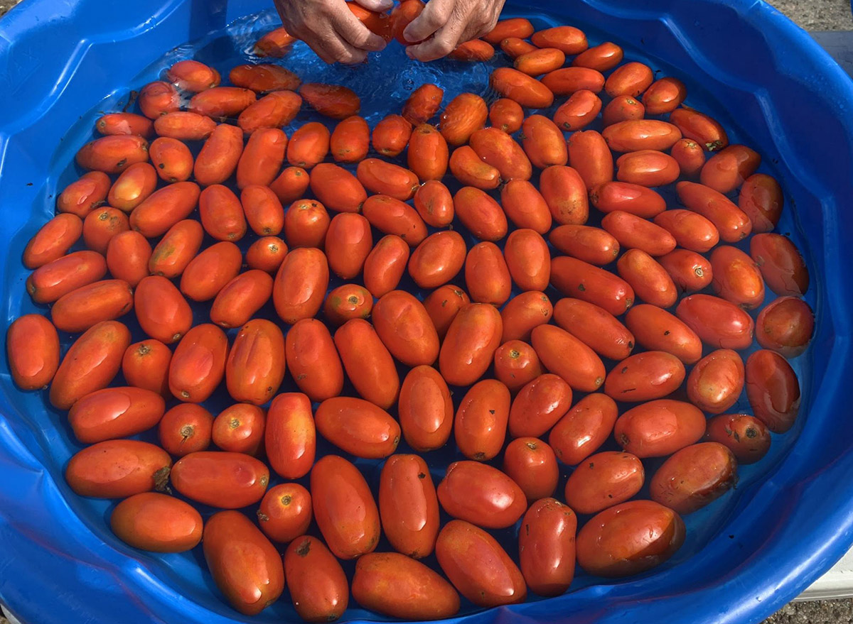 homemade sauce tomatoes washed
