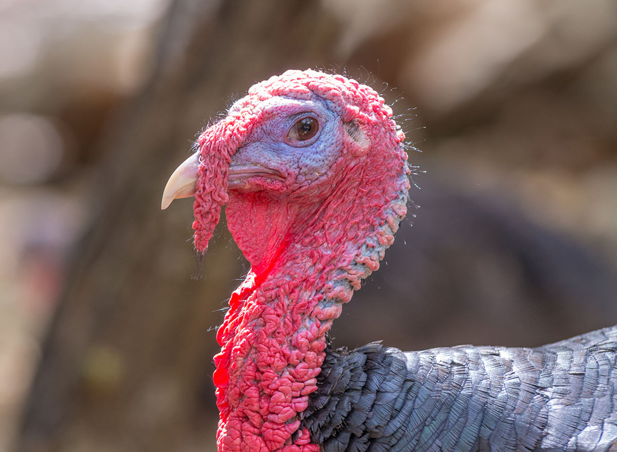 live turkey closeup