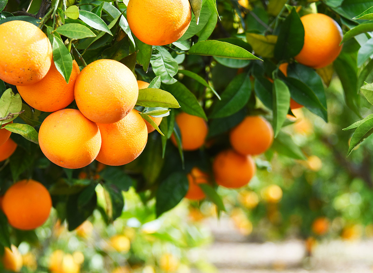 oranges on trees