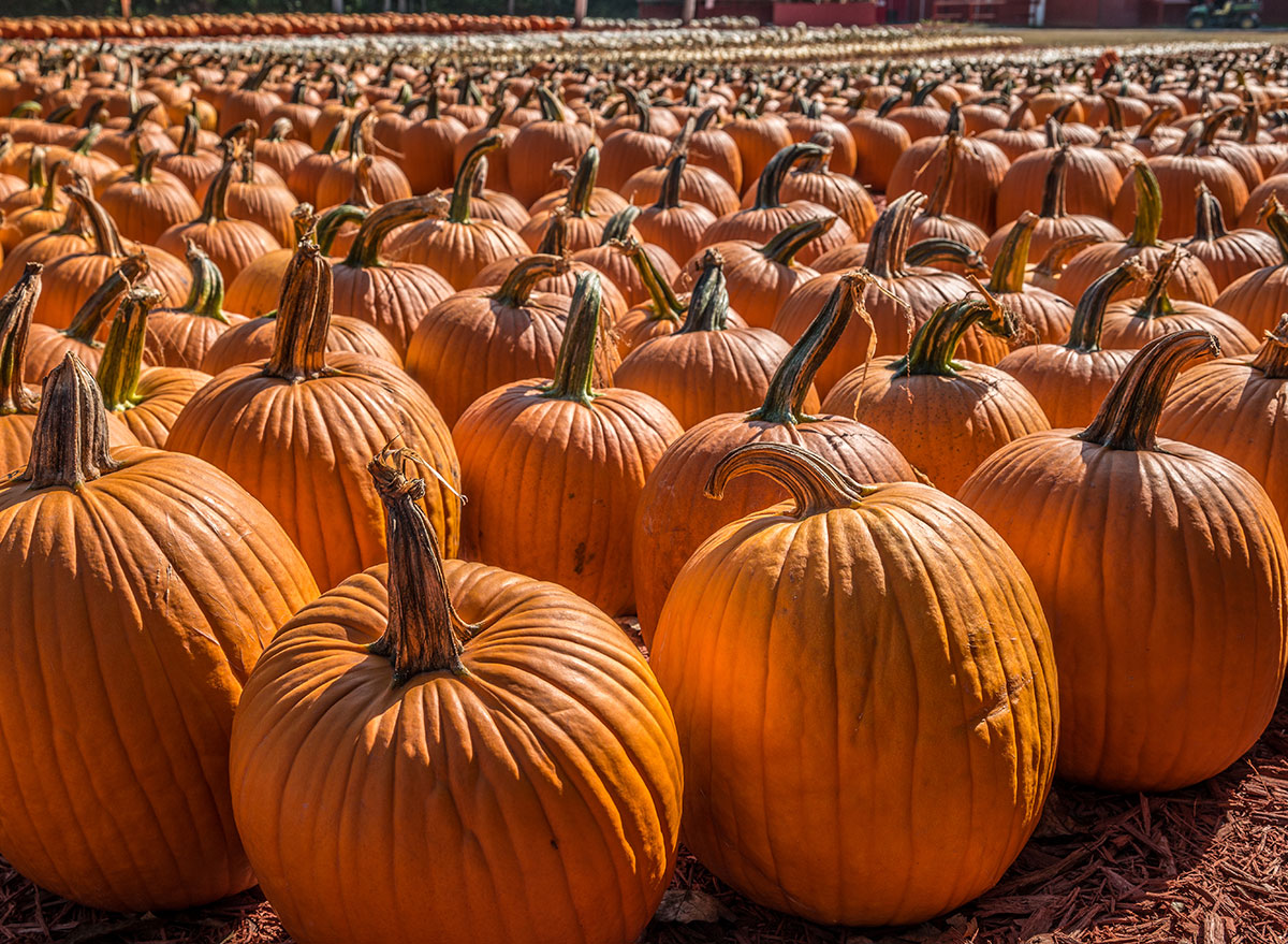 rows of pumpkins in pumpkin patch